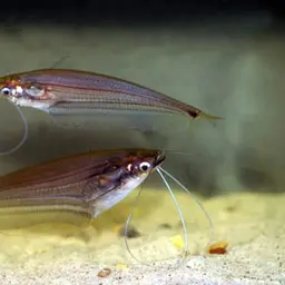 Malay glass catfish, photo 1