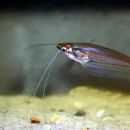 Malay glass catfish, photo 2