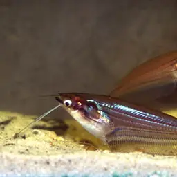 Malay glass catfish, photo 3