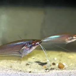 Malay glass catfish, photo 4