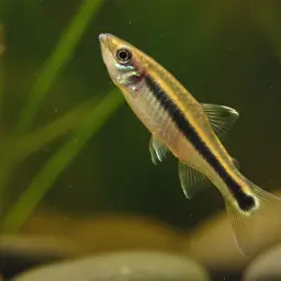 One-lined Pencilfish, photo 9