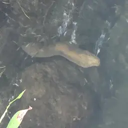 Australian Swamp Eel