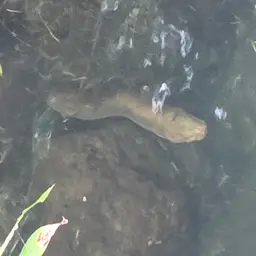 Australian Swamp Eel, photo 2