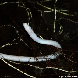 Blind Swamp Eel
