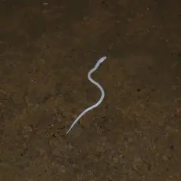 Blind Swamp Eel, photo 2