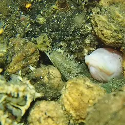 Blind Swamp Eel, photo 4
