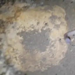 Blind Swamp Eel, photo 5