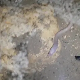 Blind Swamp Eel, photo 6