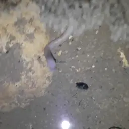 Blind Swamp Eel, photo 7