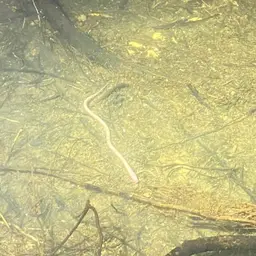 Blind Swamp Eel, photo 8