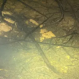 Blind Swamp Eel, photo 9
