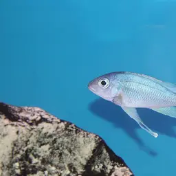 Featherfin, photo 1