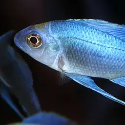 Featherfin, photo 2