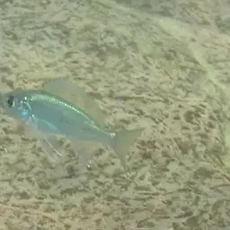 Featherfin, photo 3