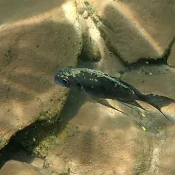 Featherfin, photo 4