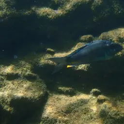 Featherfin, photo 5