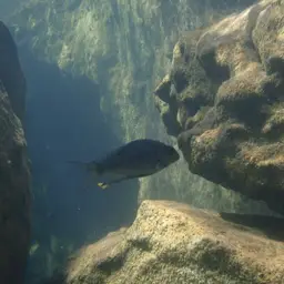 Featherfin, photo 7