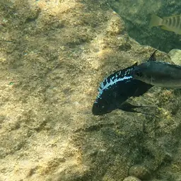 Featherfin, photo 8