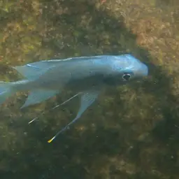 Featherfin, photo 9