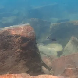 Featherfin, photo 10