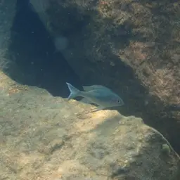 Featherfin, photo 12