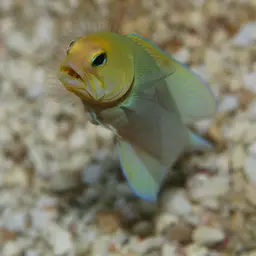 Yellowhead Jawfish