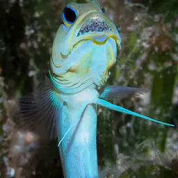 Yellowhead Jawfish, photo 2