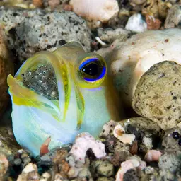 Yellowhead Jawfish, photo 3