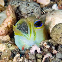 Yellowhead Jawfish, photo 4