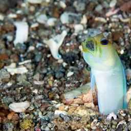Yellowhead Jawfish, photo 5