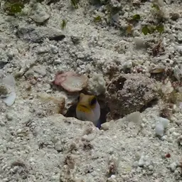 Yellowhead Jawfish, photo 6