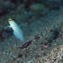 Yellowhead Jawfish, photo 7