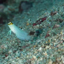 Yellowhead Jawfish, photo 8
