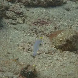 Yellowhead Jawfish, photo 10