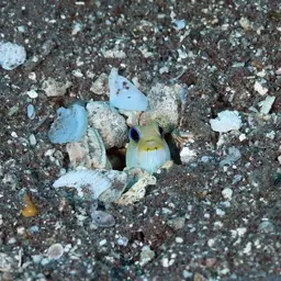 Yellowhead Jawfish, photo 11
