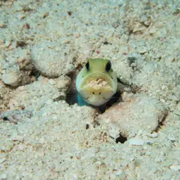 Yellowhead Jawfish, photo 12