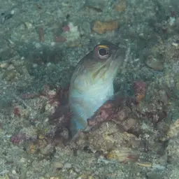 Gold-specs Jawfish, photo 1