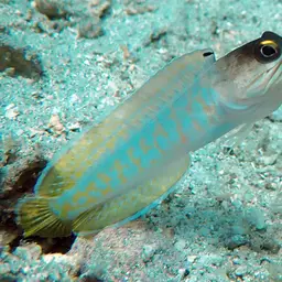 Gold-specs Jawfish, photo 2