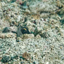 Gold-specs Jawfish, photo 4