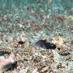 Gold-specs Jawfish, photo 5