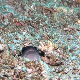 Gold-specs Jawfish, photo 6