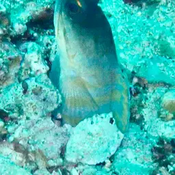 Gold-specs Jawfish, photo 7