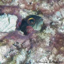 Gold-specs Jawfish, photo 8