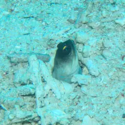 Gold-specs Jawfish, photo 9