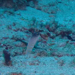 Gold-specs Jawfish, photo 10