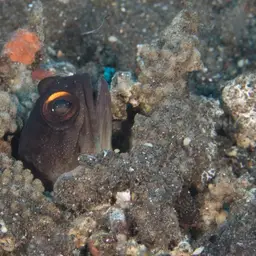 Gold-specs Jawfish, photo 12