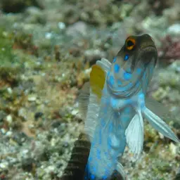 Bluespotted Jawfish