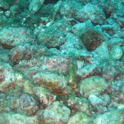 Bluespotted Jawfish, photo 2