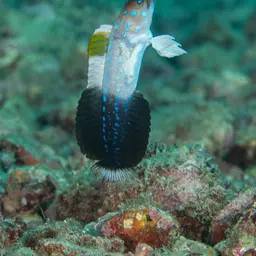 Bluespotted Jawfish, photo 3