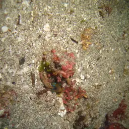 Bluespotted Jawfish, photo 4